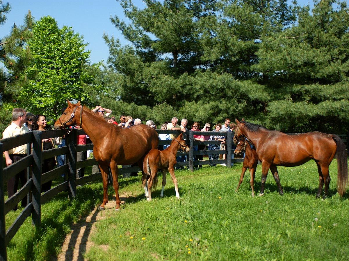 Lex Horse Farm Tour