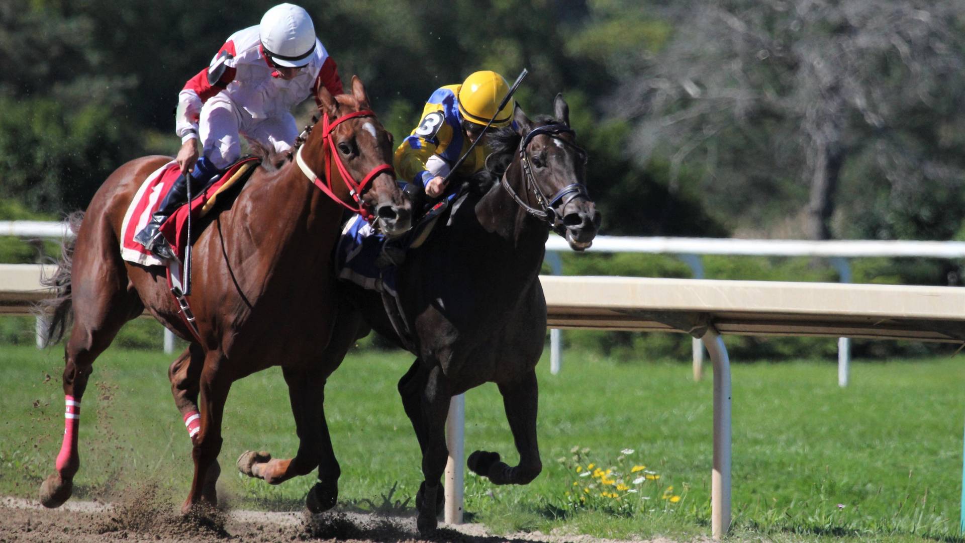 Kentucky Horse Park
