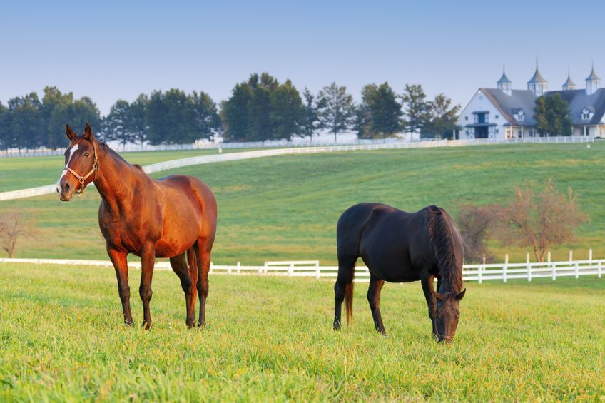 Kentucky Horse Park